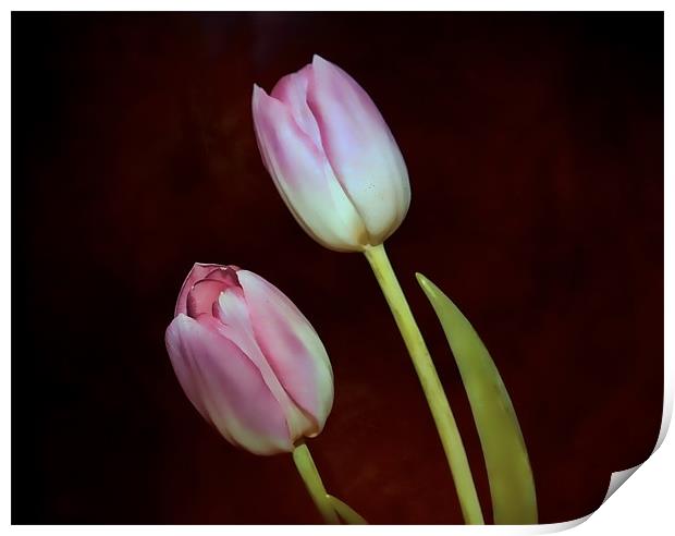 Pink Tulips Print by Dean Messenger
