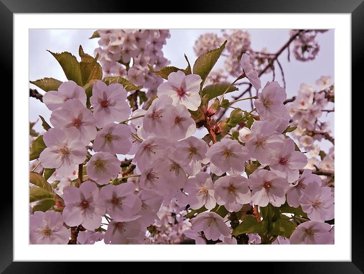 Cherry blossom in oil Framed Mounted Print by Sharon Lisa Clarke