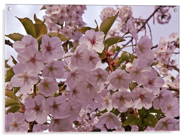 Cherry blossom in oil Acrylic by Sharon Lisa Clarke