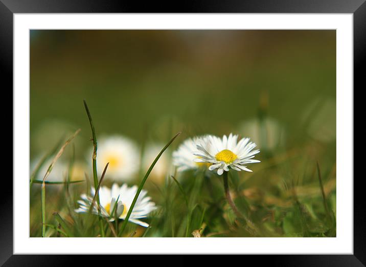 Daisies Framed Mounted Print by Karen Mitchell