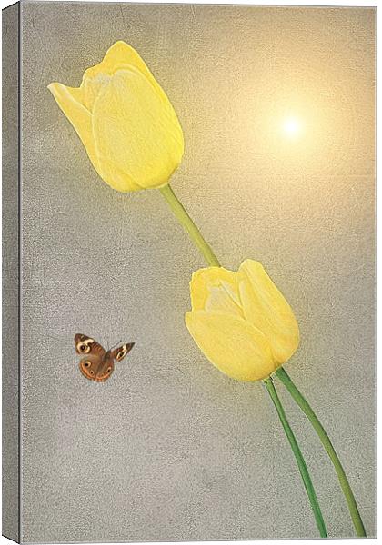 NEW BLOOMERS Canvas Print by Tom York