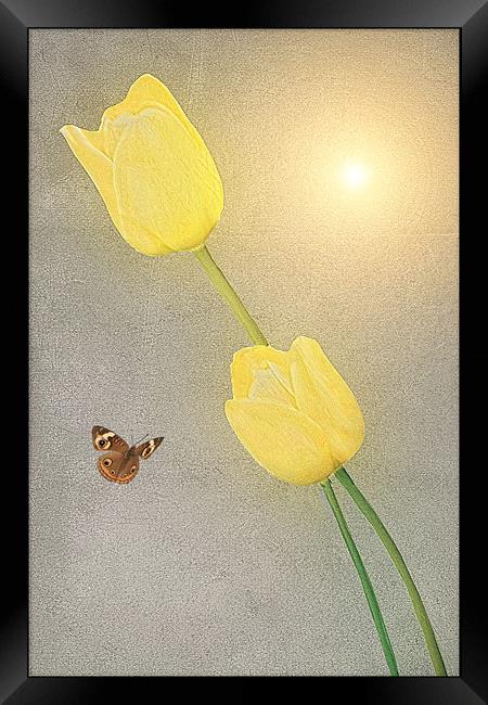 NEW BLOOMERS Framed Print by Tom York