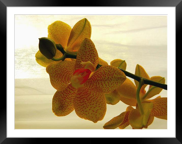 Yellow Orchid Framed Mounted Print by Barbara Schafer