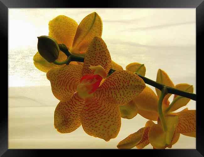 Yellow Orchid Framed Print by Barbara Schafer