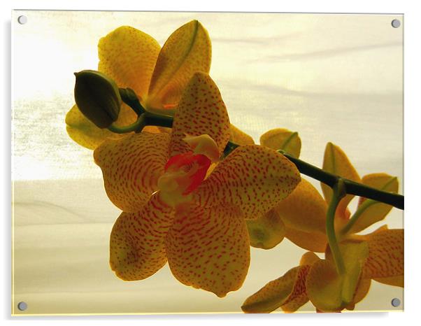 Yellow Orchid Acrylic by Barbara Schafer