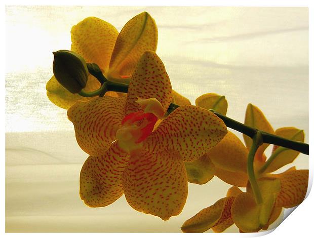 Yellow Orchid Print by Barbara Schafer