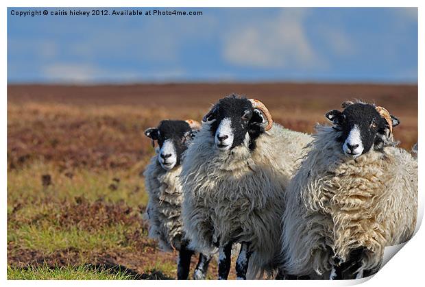 sheep Print by cairis hickey