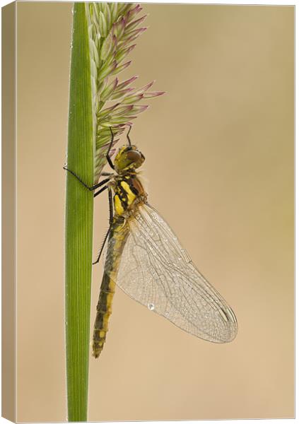 Dragonfly Canvas Print by Natures' Canvas: Wall Art  & Prints by Andy Astbury