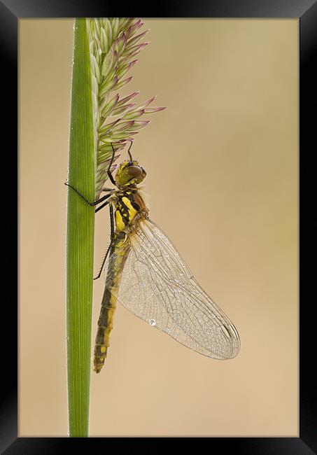 Dragonfly Framed Print by Natures' Canvas: Wall Art  & Prints by Andy Astbury