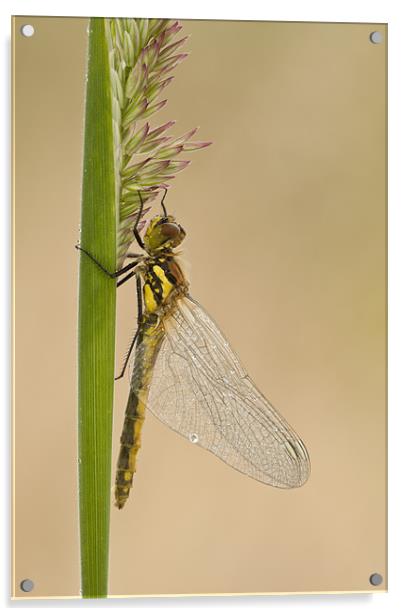 Dragonfly Acrylic by Natures' Canvas: Wall Art  & Prints by Andy Astbury