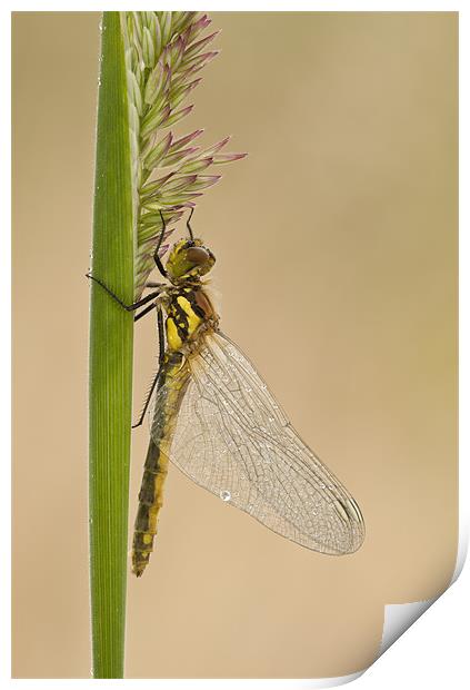 Dragonfly Print by Natures' Canvas: Wall Art  & Prints by Andy Astbury