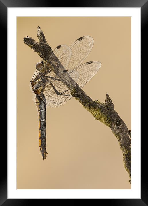 Just Hanging Around Framed Mounted Print by Natures' Canvas: Wall Art  & Prints by Andy Astbury