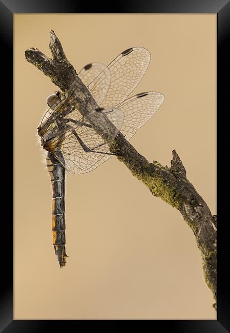 Just Hanging Around Framed Print by Natures' Canvas: Wall Art  & Prints by Andy Astbury