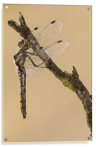 Just Hanging Around Acrylic by Natures' Canvas: Wall Art  & Prints by Andy Astbury
