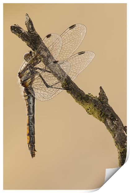 Just Hanging Around Print by Natures' Canvas: Wall Art  & Prints by Andy Astbury