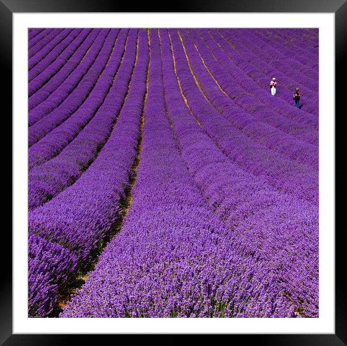 Walking in lavender Framed Mounted Print by Judy Andrews