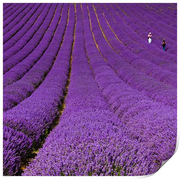 Walking in lavender Print by Judy Andrews