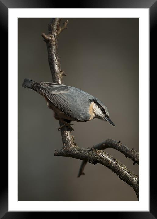 Nuthatch Framed Mounted Print by Natures' Canvas: Wall Art  & Prints by Andy Astbury