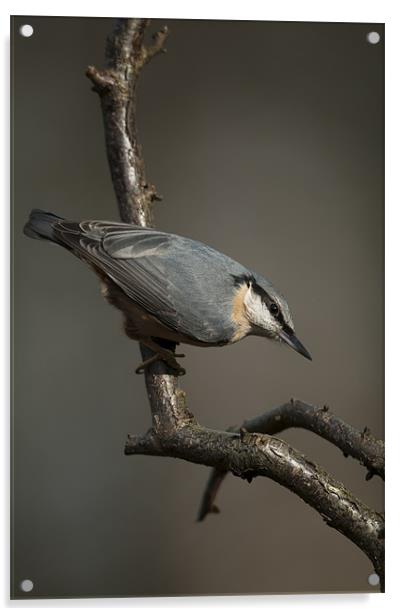 Nuthatch Acrylic by Natures' Canvas: Wall Art  & Prints by Andy Astbury