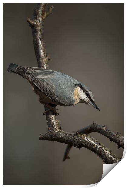 Nuthatch Print by Natures' Canvas: Wall Art  & Prints by Andy Astbury