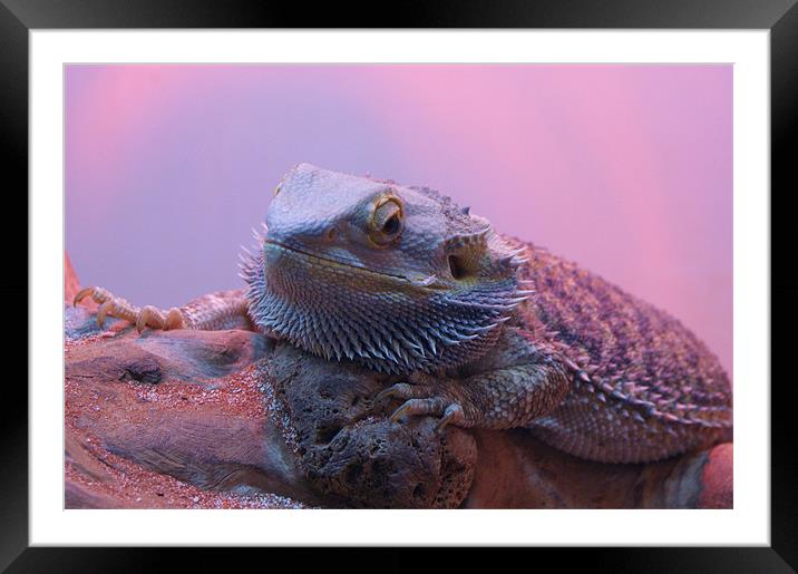 Grumpy Lizard! Framed Mounted Print by Jane Macaskill