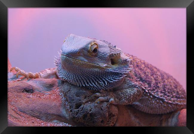 Grumpy Lizard! Framed Print by Jane Macaskill