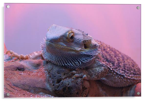 Grumpy Lizard! Acrylic by Jane Macaskill