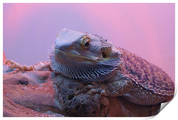 Grumpy Lizard! Print by Jane Macaskill