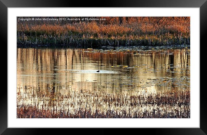 Ripples on a Golden Lake Framed Mounted Print by John McCoubrey