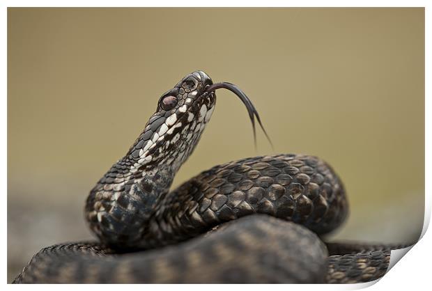 Adder Tongue Flick Print by Natures' Canvas: Wall Art  & Prints by Andy Astbury