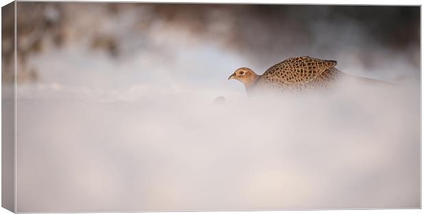 Hen Pheasant Canvas Print by Natures' Canvas: Wall Art  & Prints by Andy Astbury