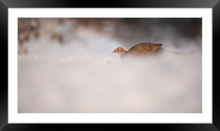 Hen Pheasant Framed Mounted Print by Natures' Canvas: Wall Art  & Prints by Andy Astbury