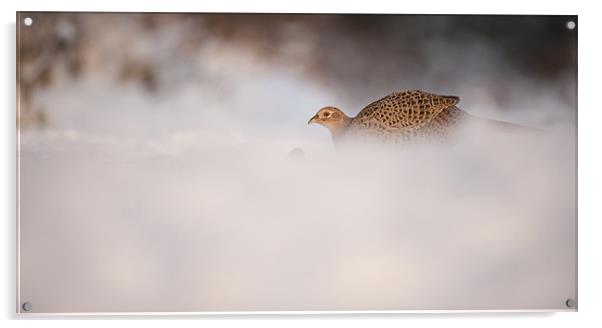 Hen Pheasant Acrylic by Natures' Canvas: Wall Art  & Prints by Andy Astbury