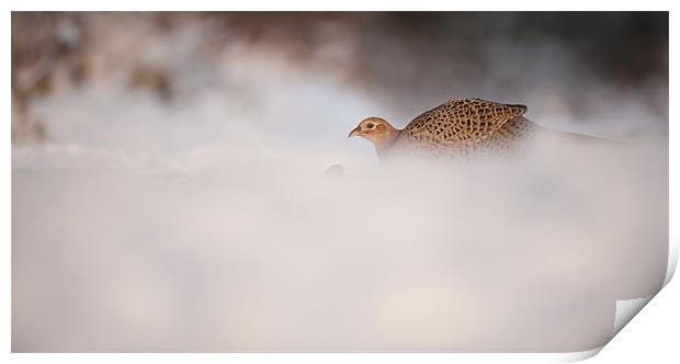 Hen Pheasant Print by Natures' Canvas: Wall Art  & Prints by Andy Astbury