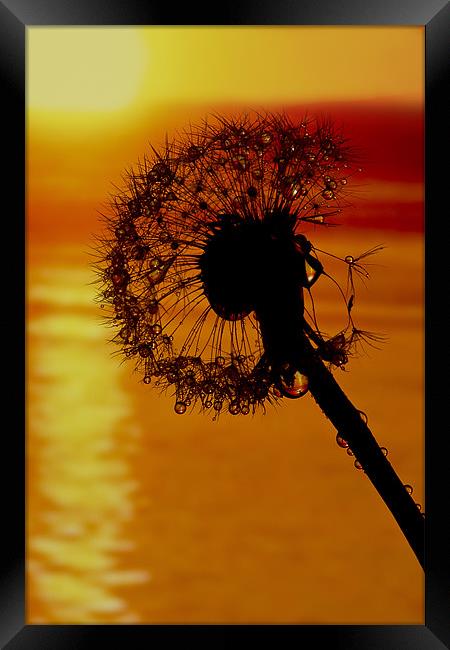 Sunset drops. Framed Print by paul cowles