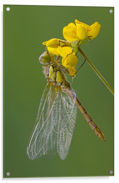 Common Darter Dragonfly Acrylic by Natures' Canvas: Wall Art  & Prints by Andy Astbury