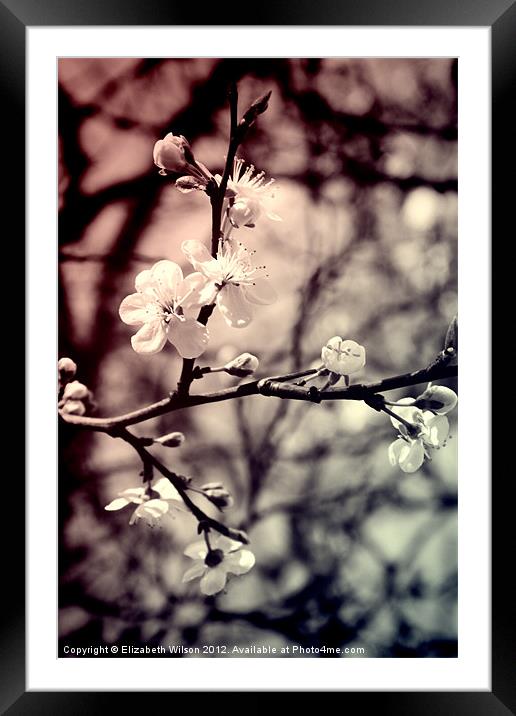 Tree Blossom Framed Mounted Print by Elizabeth Wilson-Stephen