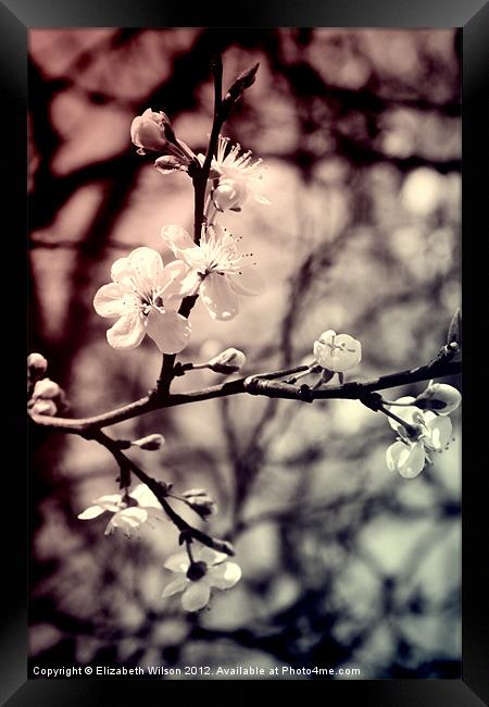Tree Blossom Framed Print by Elizabeth Wilson-Stephen