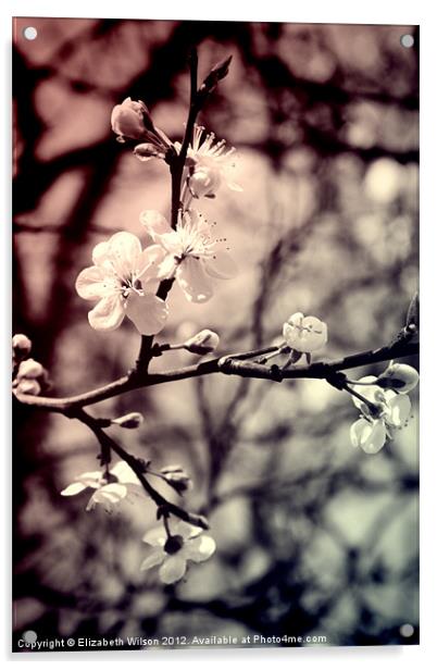 Tree Blossom Acrylic by Elizabeth Wilson-Stephen