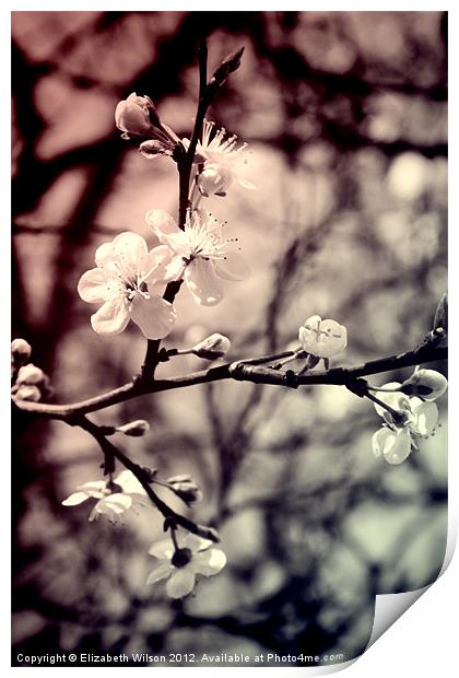 Tree Blossom Print by Elizabeth Wilson-Stephen