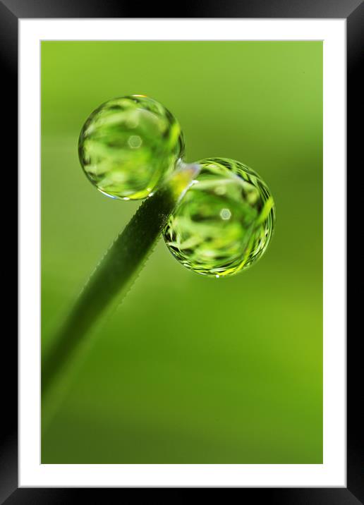 Grass Green Dew Drops Framed Mounted Print by Sharon Johnstone