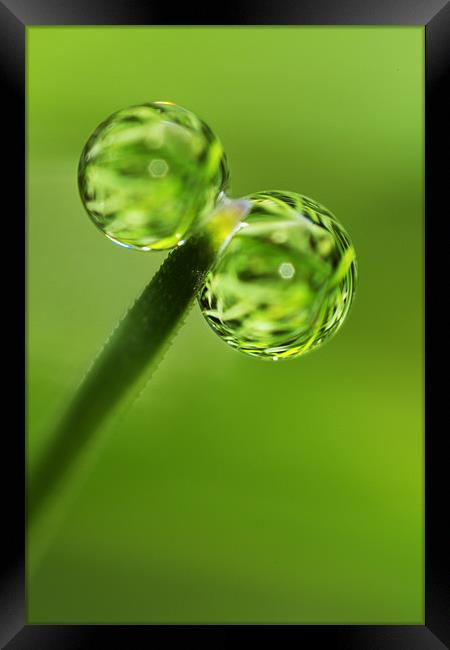 Grass Green Dew Drops Framed Print by Sharon Johnstone