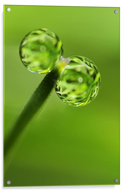 Grass Green Dew Drops Acrylic by Sharon Johnstone