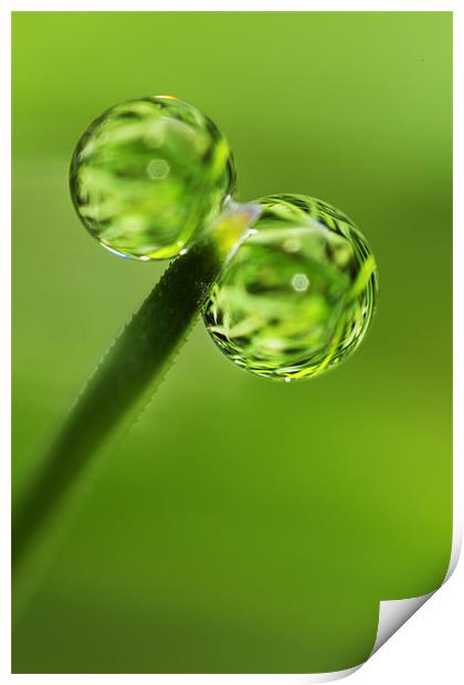 Grass Green Dew Drops Print by Sharon Johnstone
