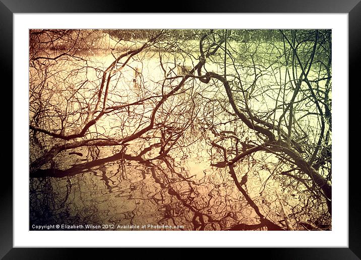 Branches With Reflections Framed Mounted Print by Elizabeth Wilson-Stephen