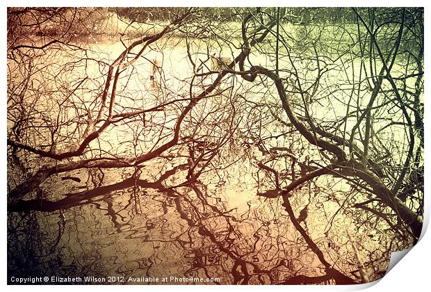 Branches With Reflections Print by Elizabeth Wilson-Stephen