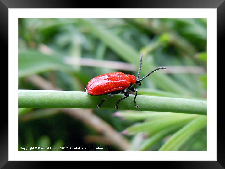 RED LILY BEETLE Framed Mounted Print by David Atkinson