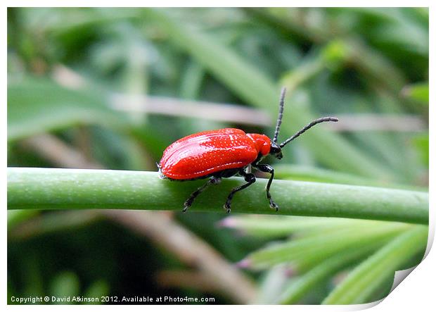 RED LILY BEETLE Print by David Atkinson