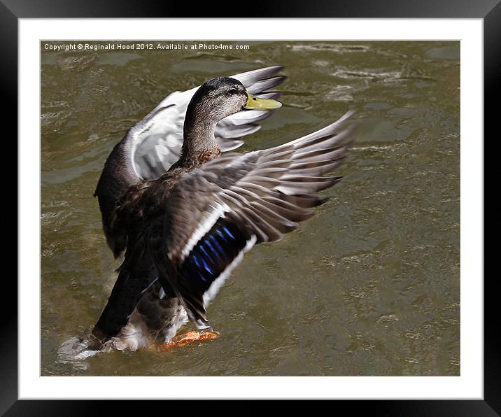 Duck Framed Mounted Print by Reginald Hood