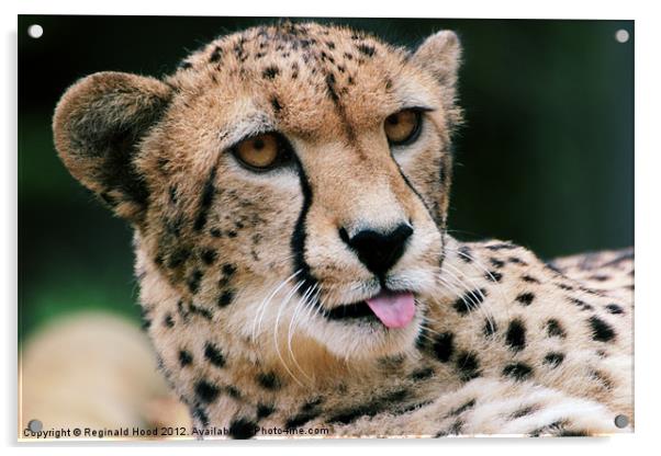 Cheetah Acrylic by Reginald Hood